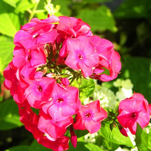 Флокс Flame Red (Флейм Ред) Флокс Flame Red (Флейм Ред)