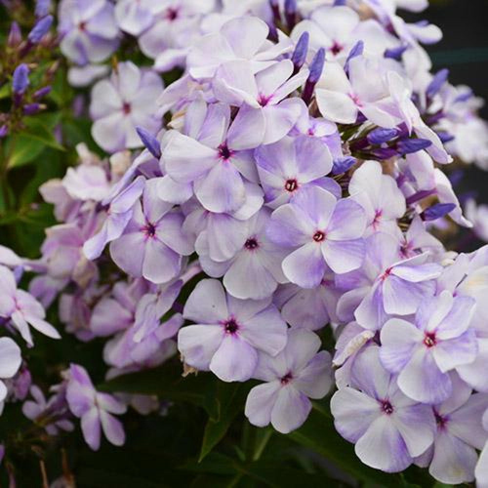 флокс flame blue. флоксы флейм. флоксы флейм. флокс phlox paniculata flame pink. флокс phlox paniculata flame pink.
