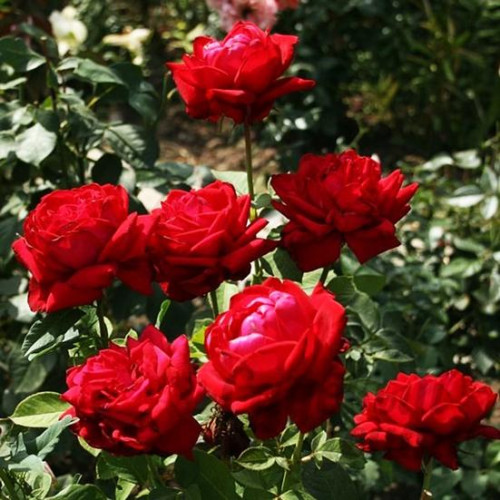 Роза чайно-гибридная Алмаатинка (Almaаtinka) Роза чайно-гибридная Алмаатинка (Almaаtinka)