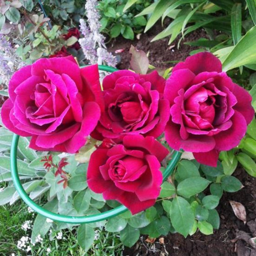 Роза чайно-гибридная Алмаатинка (Almaаtinka) Роза чайно-гибридная Алмаатинка (Almaаtinka)