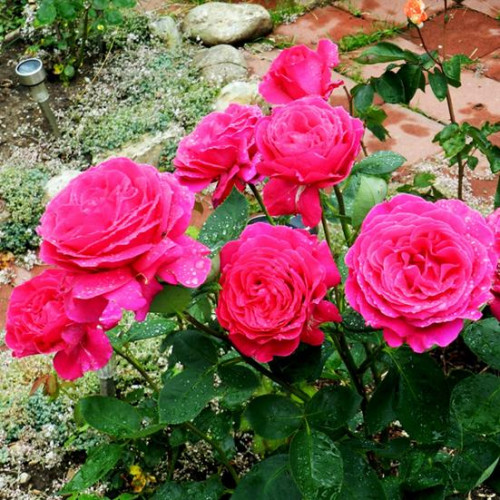 Роза чайно-гибридная Биг Перпл (Big Purple) Роза чайно-гибридная Биг Перпл (Big Purple)