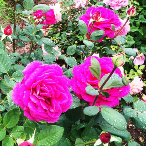 Роза чайно-гибридная Биг Перпл (Big Purple) Роза чайно-гибридная Биг Перпл (Big Purple)