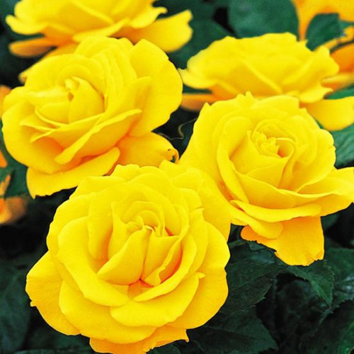 Роза чайно-гибридная Золотая свадьба Роза чайно-гибридная Золотая свадьба