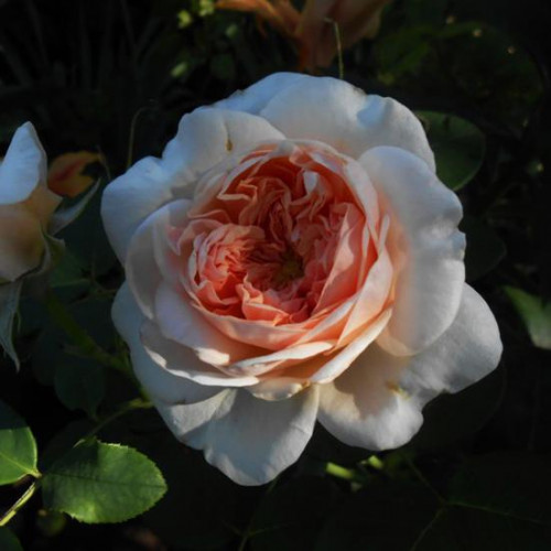 Роза чайно-гибридная Клер 2006 Роза чайно-гибридная Клер 2006