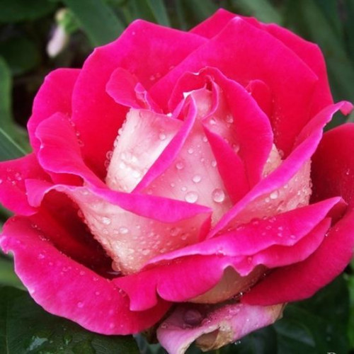 Роза чайно-гибридная Кроненбург (Kronenbourg) Роза чайно-гибридная Кроненбург (Kronenbourg)