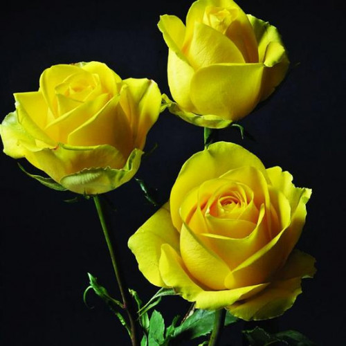 Роза чайно-гибридная Латина (Latina) Роза чайно-гибридная Латина (Latina)