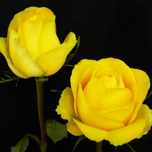 Роза чайно-гибридная Латина (Latina) Роза чайно-гибридная Латина (Latina)