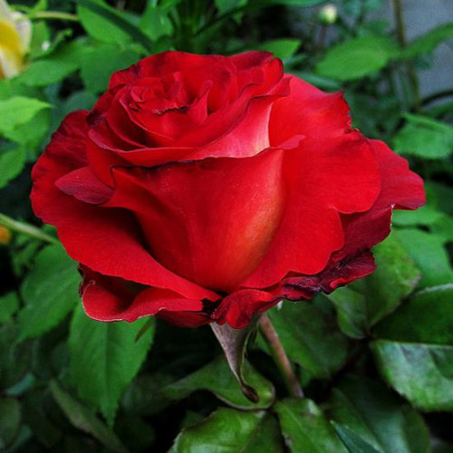 Роза чайно-гибридная Леонидас Роза чайно-гибридная Леонидас