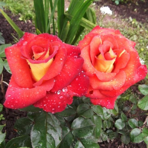 Роза чайно-гибридная Леонидас Роза чайно-гибридная Леонидас