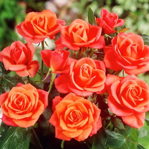 Роза чайно-гибридная Супер Стар Роза чайно-гибридная Супер Стар