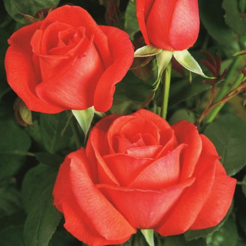 Роза чайно-гибридная Супер Стар Роза чайно-гибридная Супер Стар