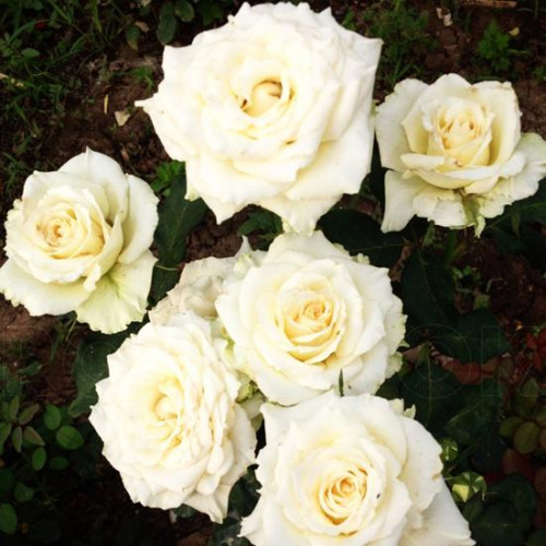 Роза чайно-гибридная Тенека (Tineke) Роза чайно-гибридная Тенека (Tineke)