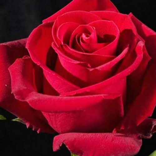 Роза чайно-гибридная Форевер Янг Роза чайно-гибридная Форевер Янг