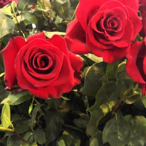 Роза чайно-гибридная Форевер Янг Роза чайно-гибридная Форевер Янг