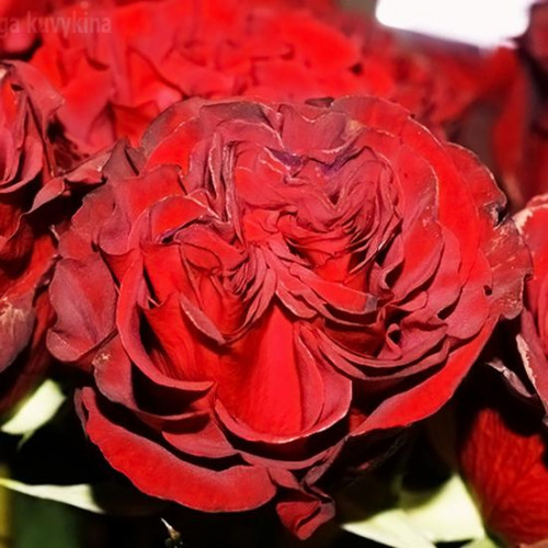 Роза чайно-гибридная Хартс (Hearts) Роза чайно-гибридная Хартс (Hearts)