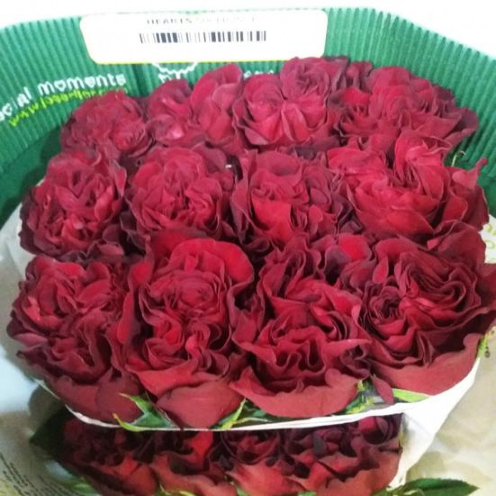 Роза hearts эквадор