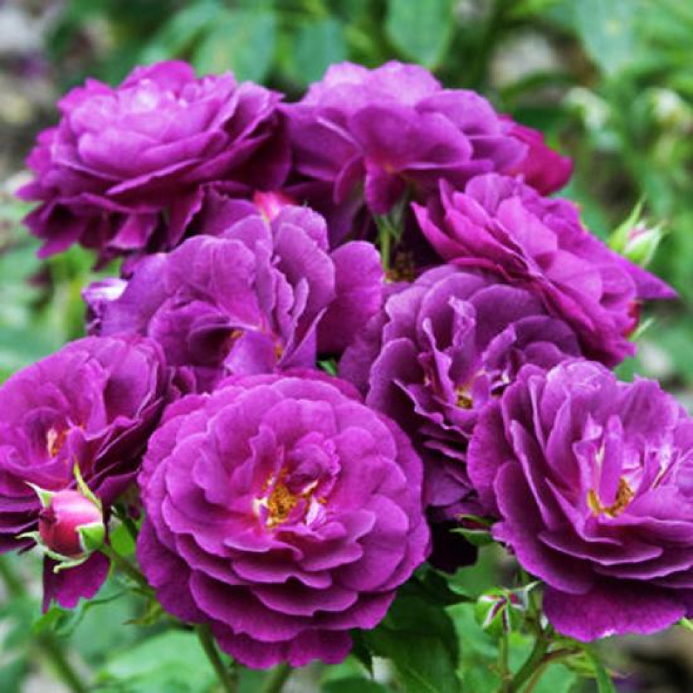 Роза флорибунда Пурпл Эден (Purple Eden) купить саженцы почтой из ...