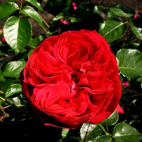 Роза плетистая Эрик Таберли (Eric Tabarly) Роза плетистая Эрик Таберли (Eric Tabarly)