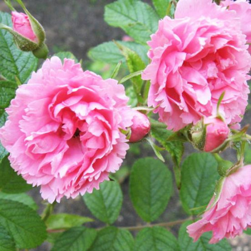 Роза парково-кустовая Пинк Гротендорст (Pink Grootendorst) Роза парково-кустовая Пинк Гротендорст (Pink Grootendorst)