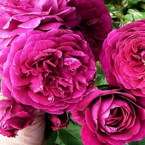 Роза парково-кустовая Принц Роза парково-кустовая Принц