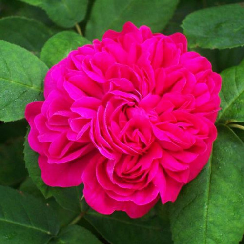 Роза парково-кустовая Роз де Решт (Rose de Rescht) Роза парково-кустовая Роз де Решт (Rose de Rescht)