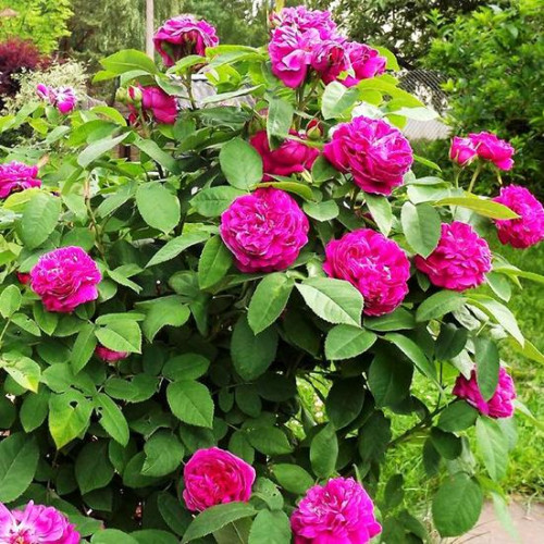 Роза парково-кустовая Роз де Решт (Rose de Rescht) Роза парково-кустовая Роз де Решт (Rose de Rescht)