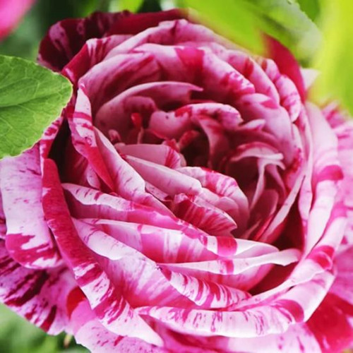 Роза парково-кустовая Фердинанд Пичард (Ferdinand Pichard) Роза парково-кустовая Фердинанд Пичард (Ferdinand Pichard)