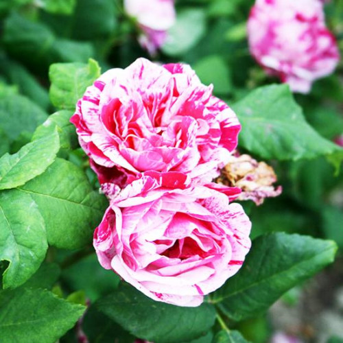 Роза парково-кустовая Фердинанд Пичард (Ferdinand Pichard) Роза парково-кустовая Фердинанд Пичард (Ferdinand Pichard)