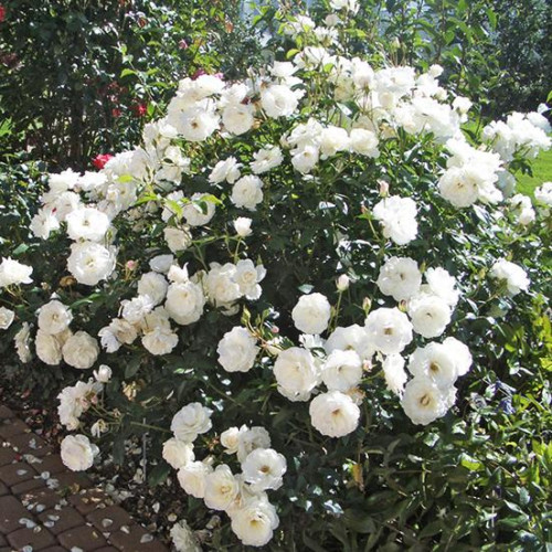 Роза парково-кустовая Фис Клайм (Fis Klaim) Роза парково-кустовая Фис Клайм (Fis Klaim)