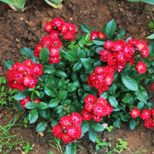 Роза почвопокровная Иониум (Aeonium) Роза почвопокровная Иониум (Aeonium)