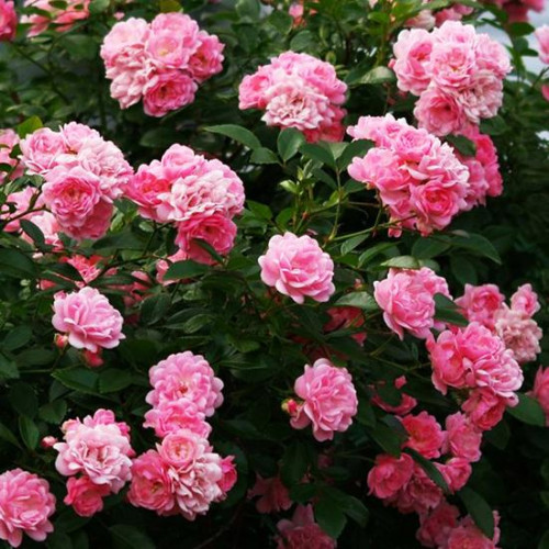 Роза почвопокровная Фейри (The Fairy) Роза почвопокровная Фейри (The Fairy)