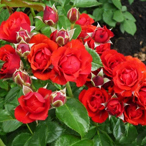 Роза патио и спрей Бэби Баккара (Baby Baccara) Роза патио и спрей Бэби Баккара (Baby Baccara)