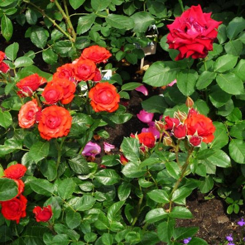 Роза патио и спрей Бэби Баккара (Baby Baccara) Роза патио и спрей Бэби Баккара (Baby Baccara)