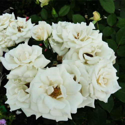 Роза патио и спрей Корснода (Corned) Роза патио и спрей Корснода (Corned)