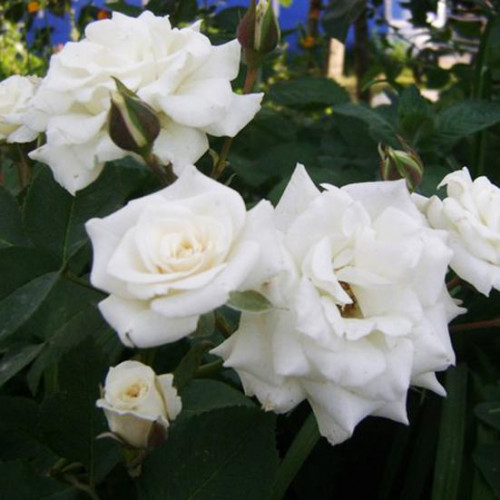 Роза патио и спрей Корснода (Corned) Роза патио и спрей Корснода (Corned)