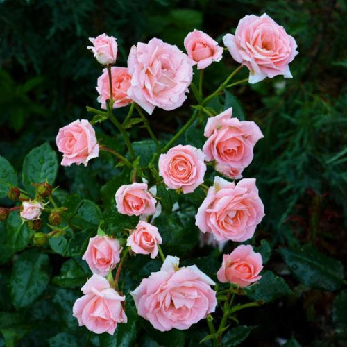 Роза патио и спрей Лидия (Lydia) Роза патио и спрей Лидия (Lydia)