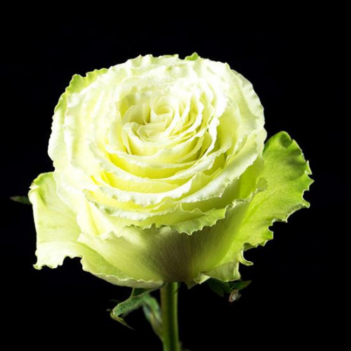 Роза патио и спрей Лимонад (Lemonade) Роза патио и спрей Лимонад (Lemonade)