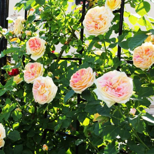 Роза шраб Алкимист Роза шраб Алкимист