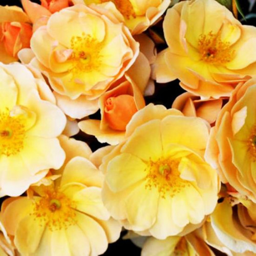 Роза шраб Амбер Сан Роза шраб Амбер Сан