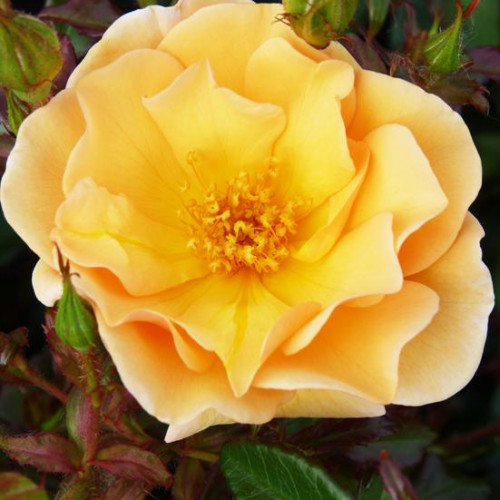 Роза шраб Амбер Сан Роза шраб Амбер Сан