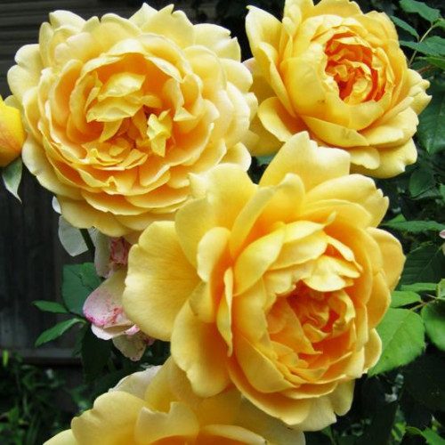 Роза английская кустовая Голден Селебрейшн (Golden Celebration) Роза английская кустовая Голден Селебрейшн (Golden Celebration)