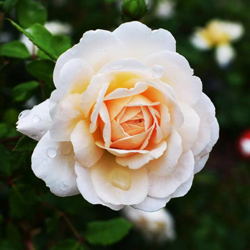 Роза английская кустовая Крокус Роуз (Crocus Rose) Роза английская кустовая Крокус Роуз (Crocus Rose)