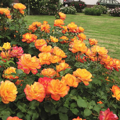 Роза шраб Сахара (Sahara) Роза шраб Сахара (Sahara)