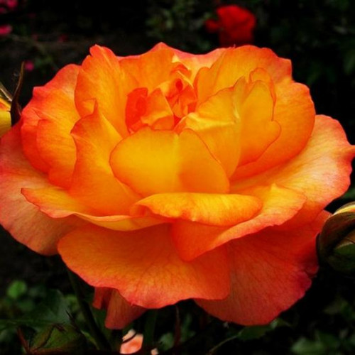 Роза шраб Сахара (Sahara) Роза шраб Сахара (Sahara)