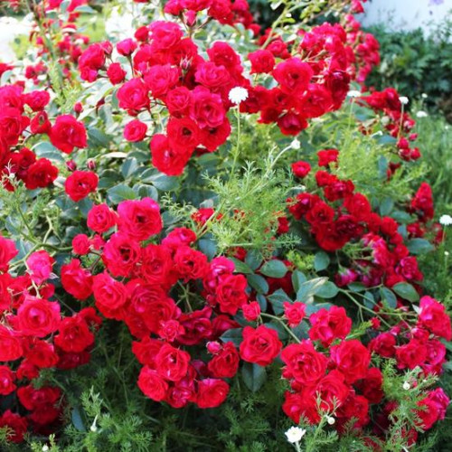 Роза шраб Скарлет Мейяндекор (Scarlet Meillandecor) Роза шраб Скарлет Мейяндекор (Scarlet Meillandecor)