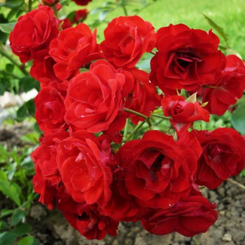 Роза шраб Скарлет Мейяндекор (Scarlet Meillandecor) Роза шраб Скарлет Мейяндекор (Scarlet Meillandecor)