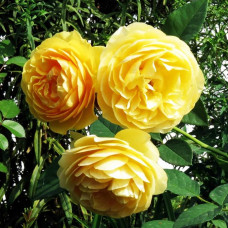 Роза английская кустовая Грэхам Томас (Graham Thomas)