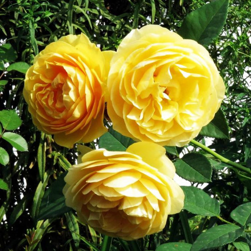 Роза английская кустовая Грэхам Томас (Graham Thomas) Роза английская кустовая Грэхам Томас (Graham Thomas)