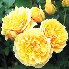 Роза английская кустовая Грэхам Томас (Graham Thomas)