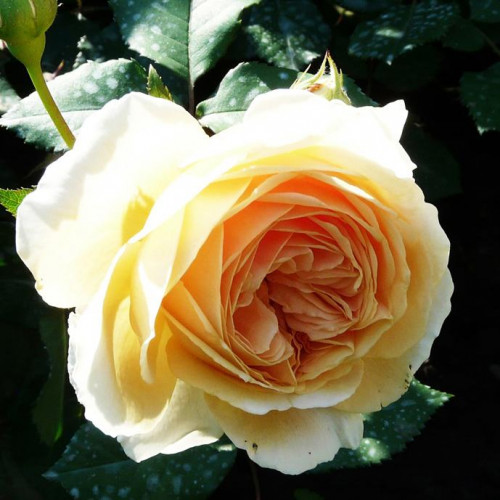 Роза английская кустовая Чайковский (Tchaikovski) Роза английская кустовая Чайковский (Tchaikovski)